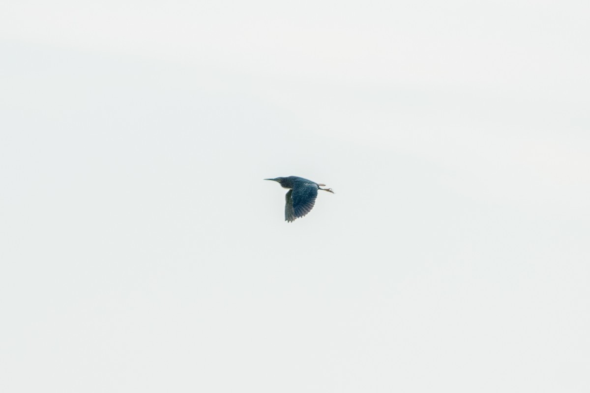 grønnrygghegre - ML644683477