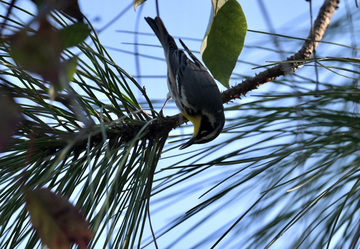 gulstrupeparula - ML644683478