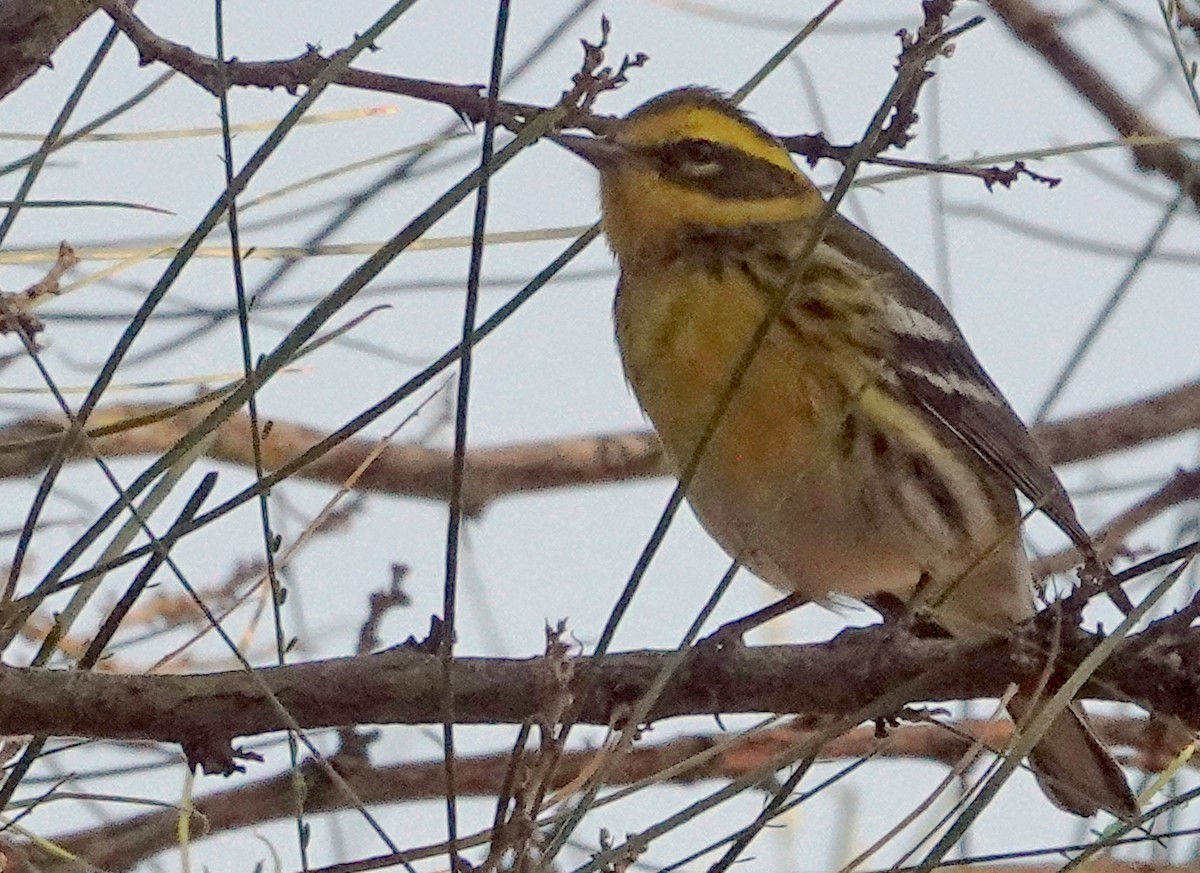 granparula - ML644683479