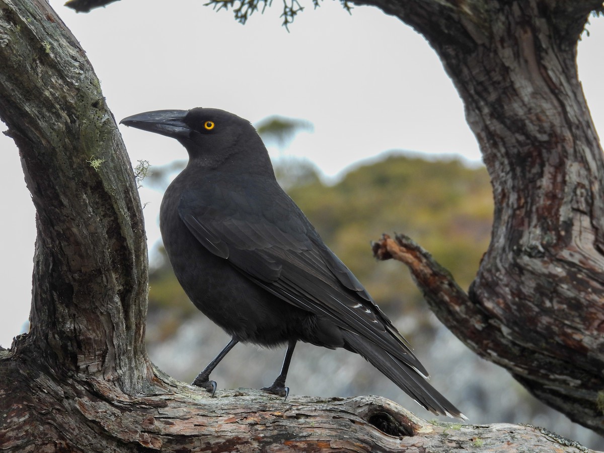 tasmankurrawong - ML644683484