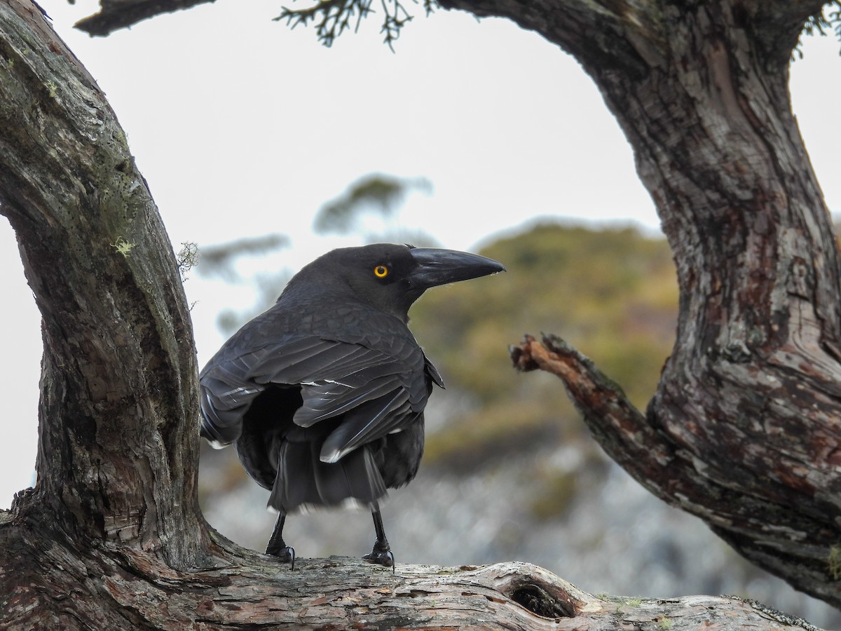 tasmankurrawong - ML644683485