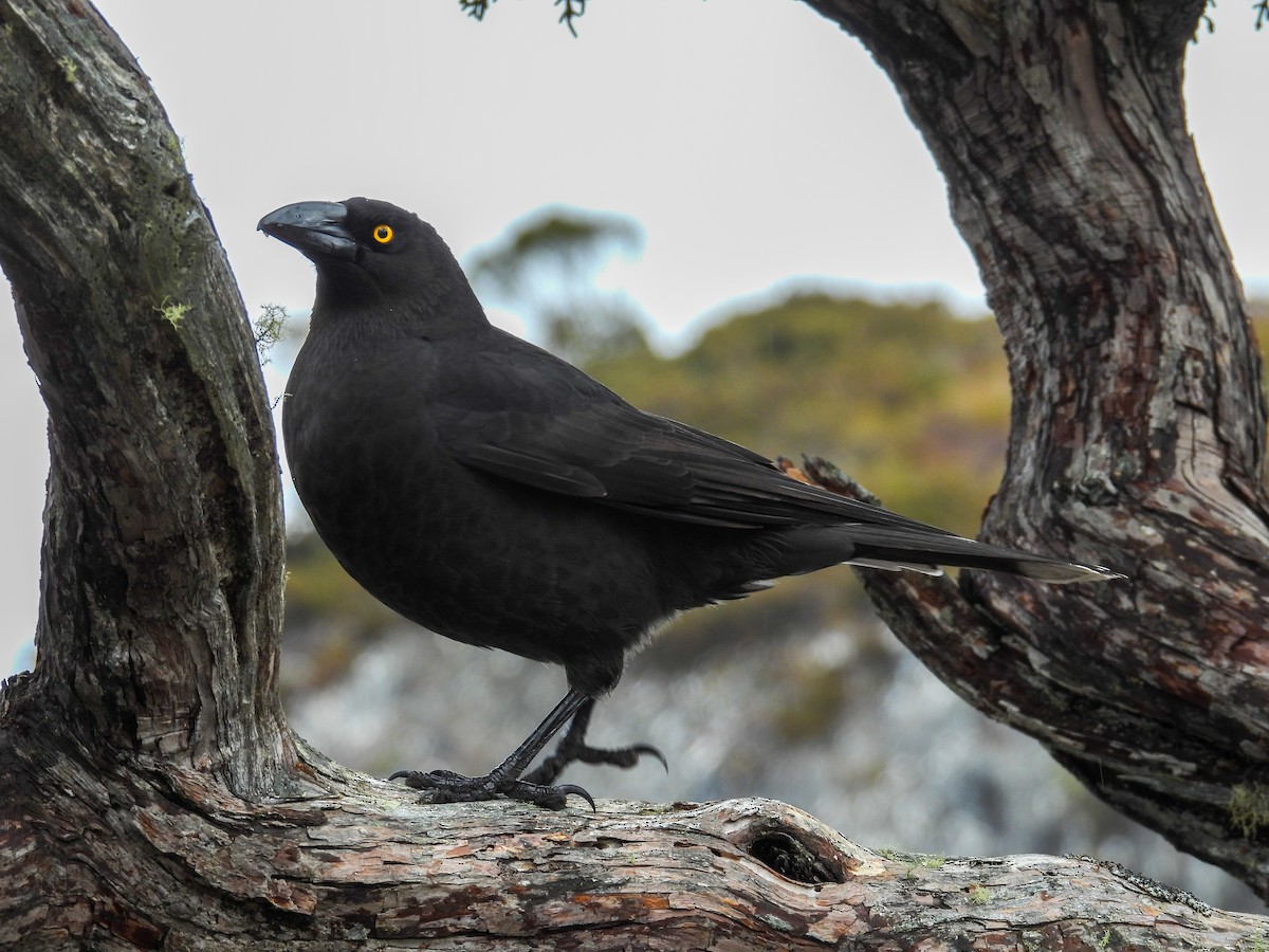 tasmankurrawong - ML644683486