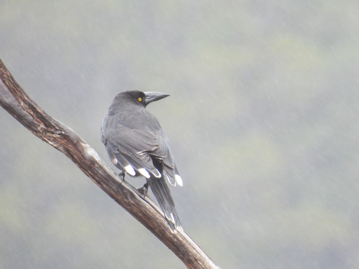 tasmankurrawong - ML644683487