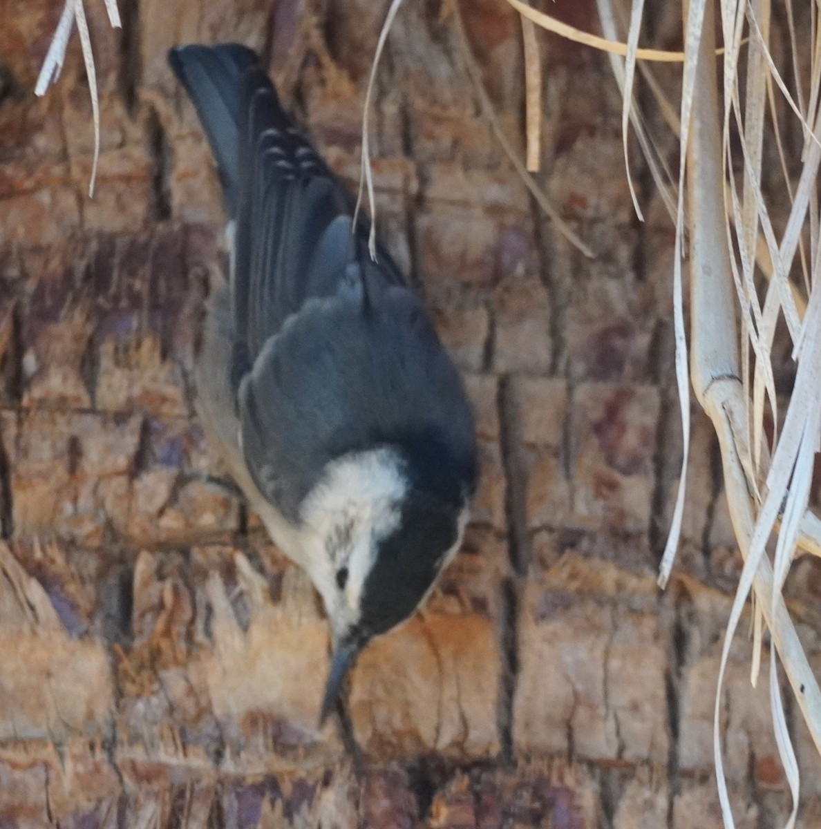 hvitbrystspettmeis - ML644683488