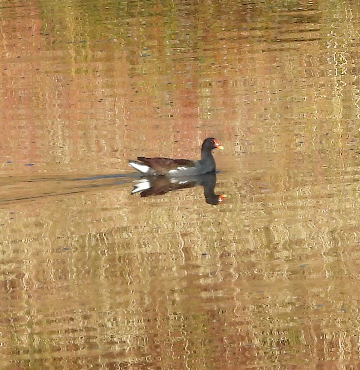 amerikasivhøne - ML644683494