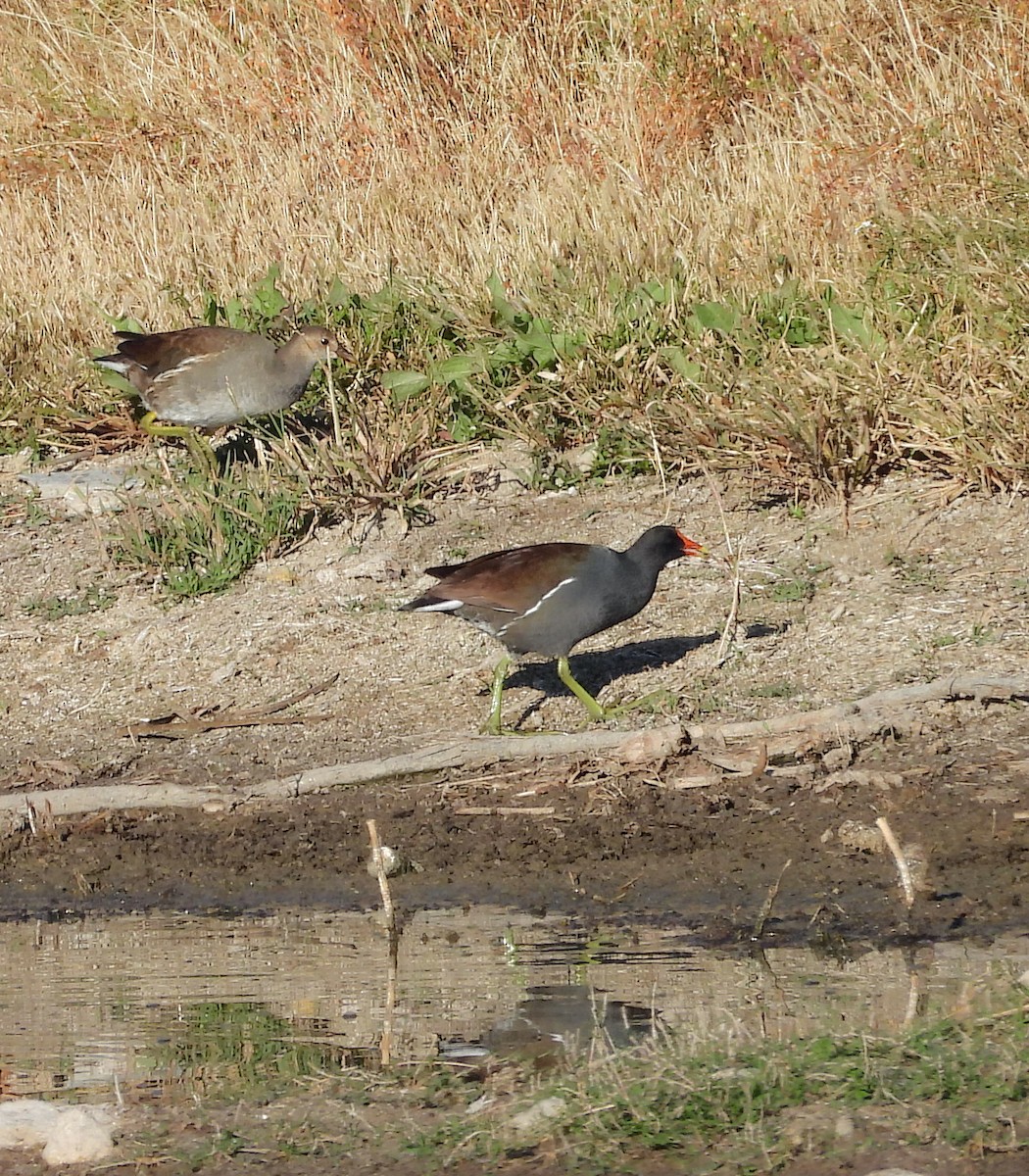 amerikasivhøne - ML644683495