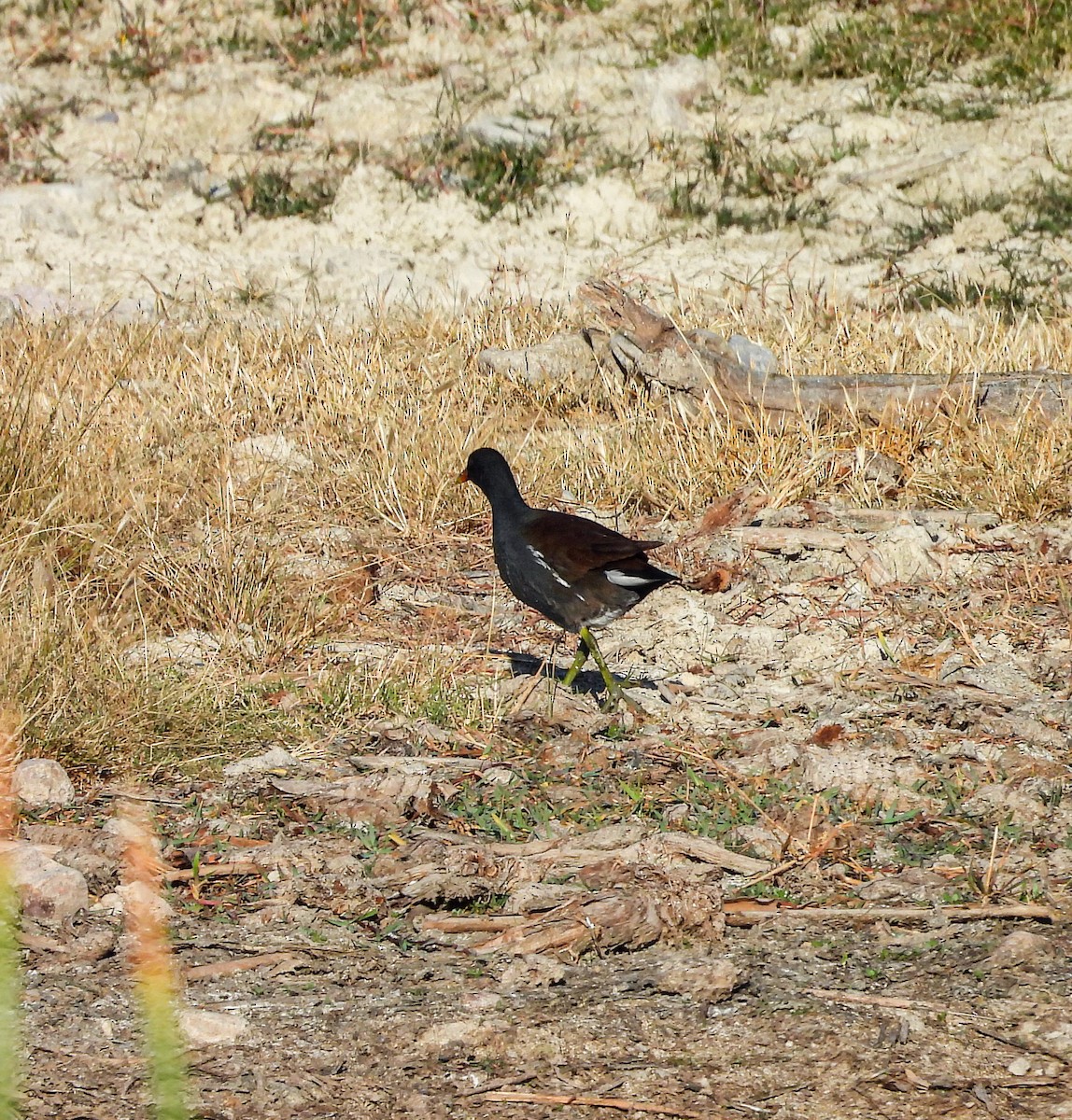 amerikasivhøne - ML644683496