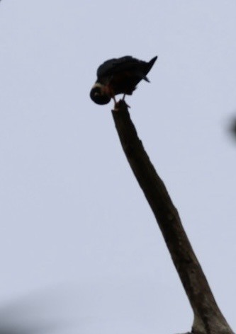 flaggermusfalk - ML644683499