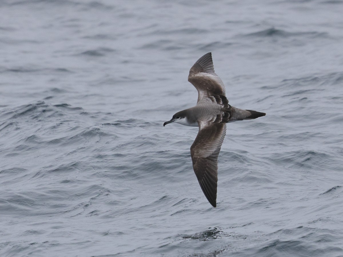 grårygglire - ML644683500