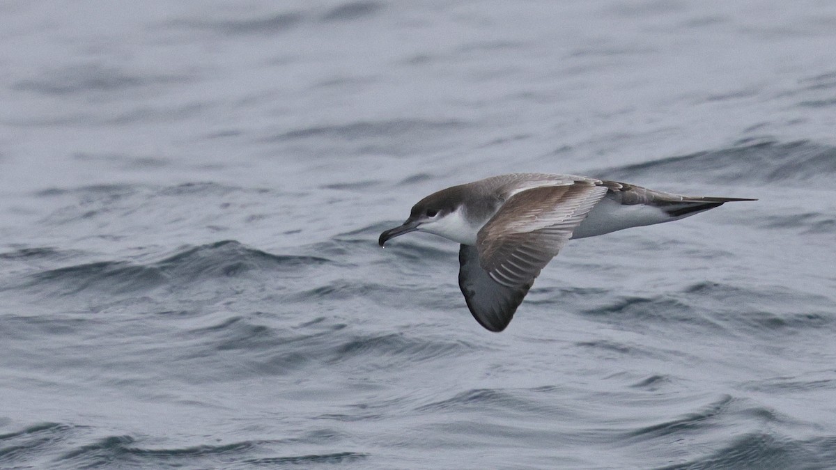 grårygglire - ML644683504