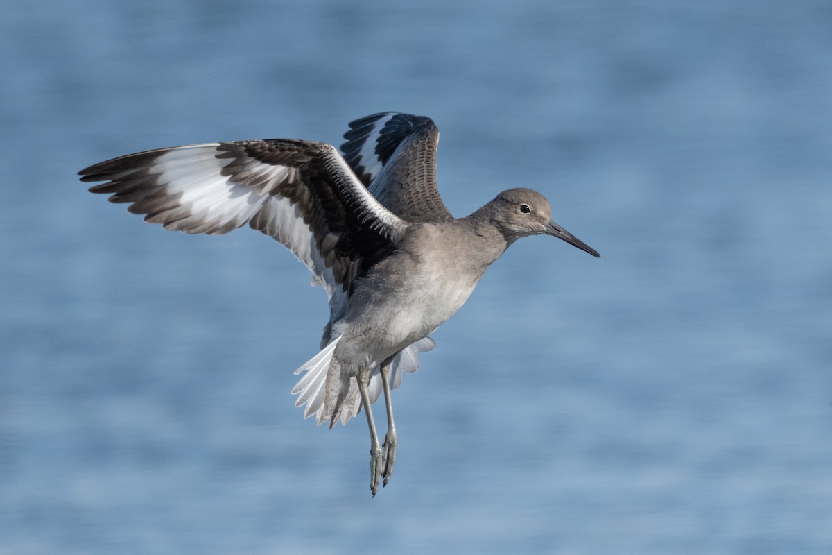 willetsnipe - ML644683505