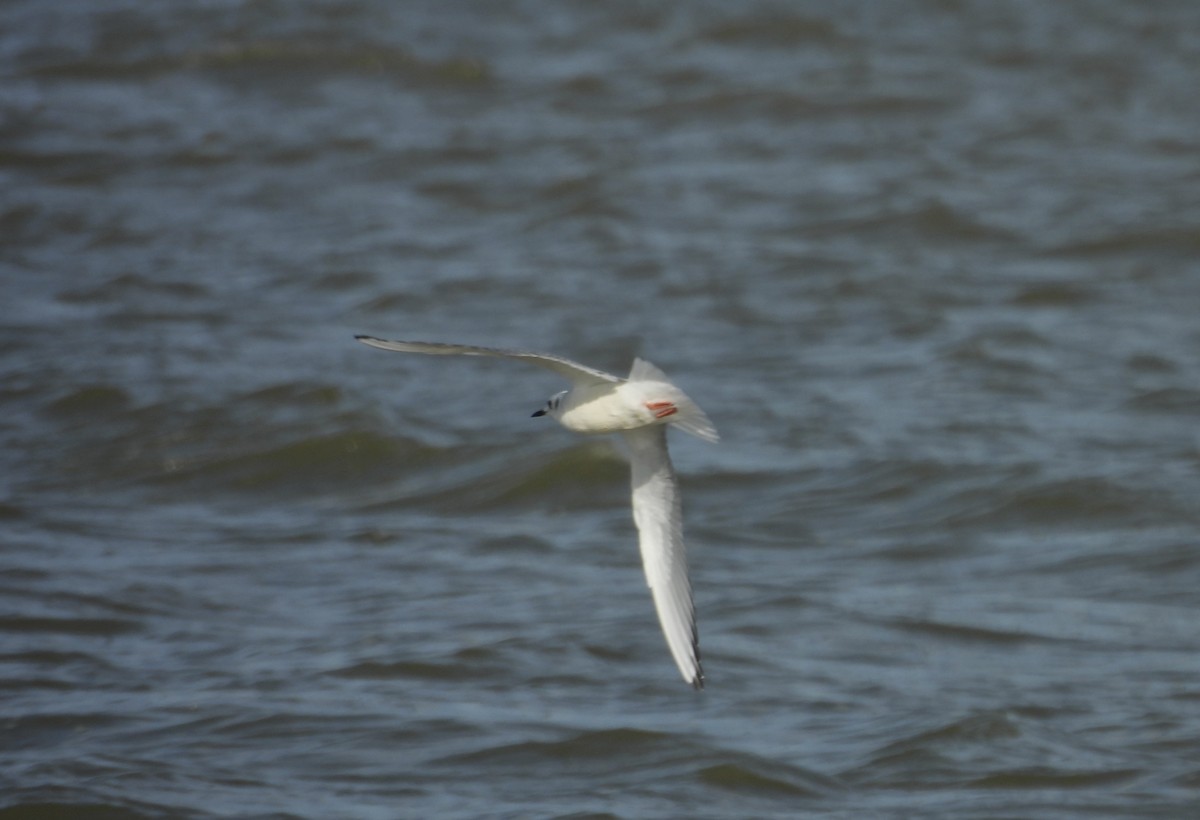 kanadahettemåke - ML644683506