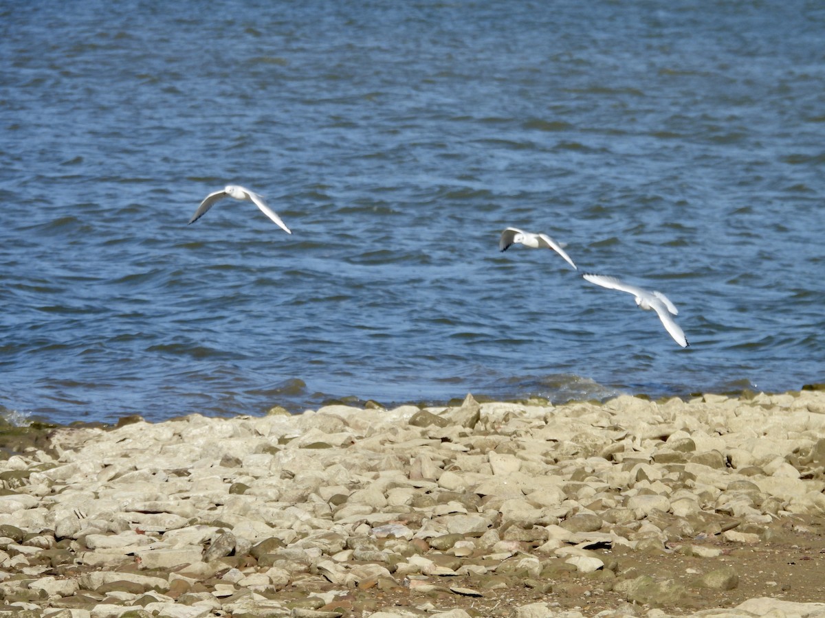 kanadahettemåke - ML644683507