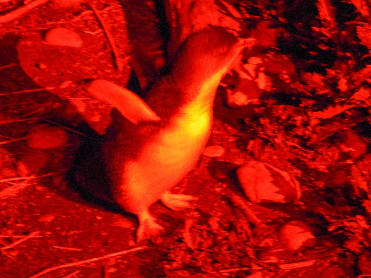 dvergpingvin - ML644683512