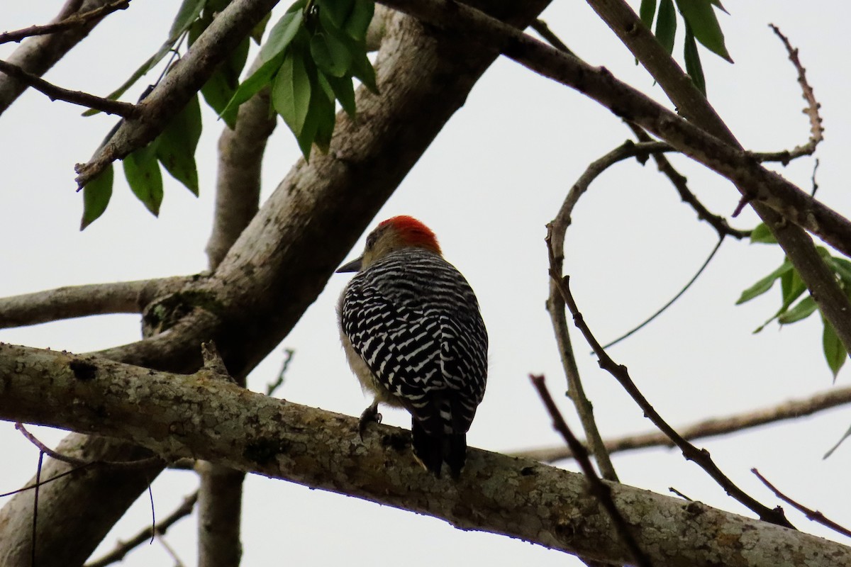 hagespett - ML644683514