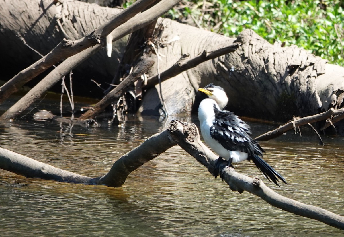 kortnebbskarv - ML644683517