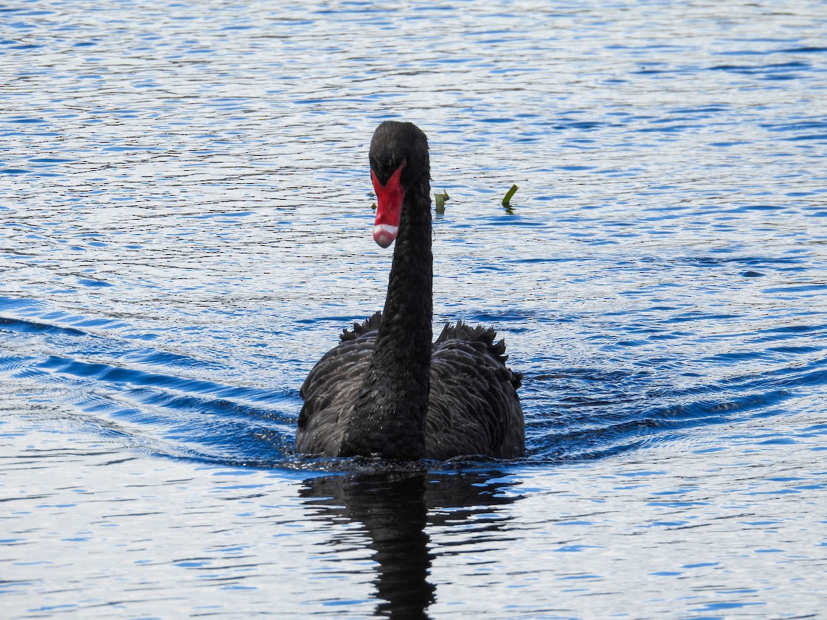 Black Swan - ML644683525