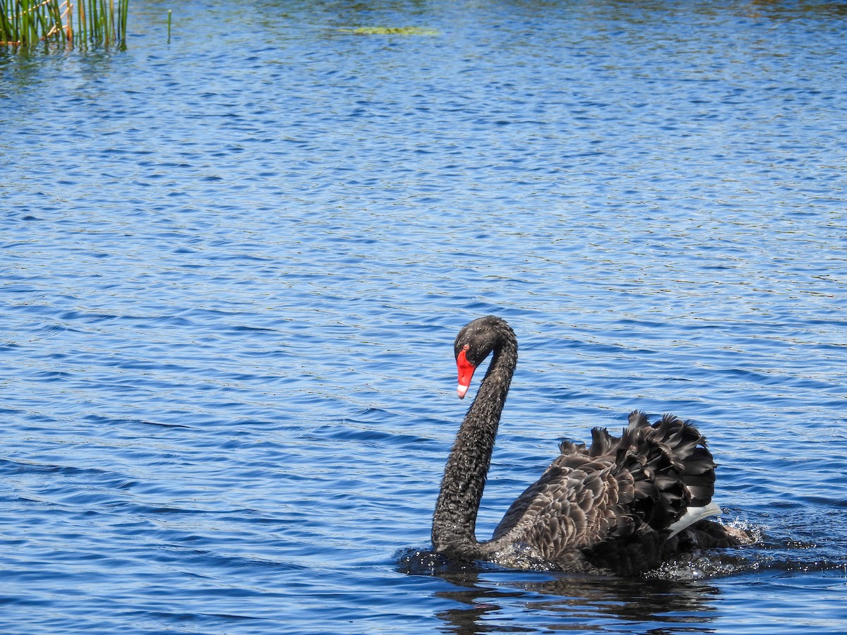 Black Swan - ML644683526
