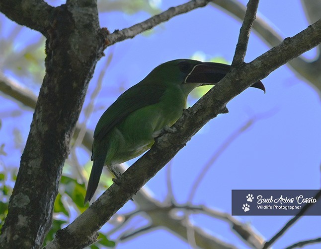 Chestnut-tipped Toucanet - ML644683529