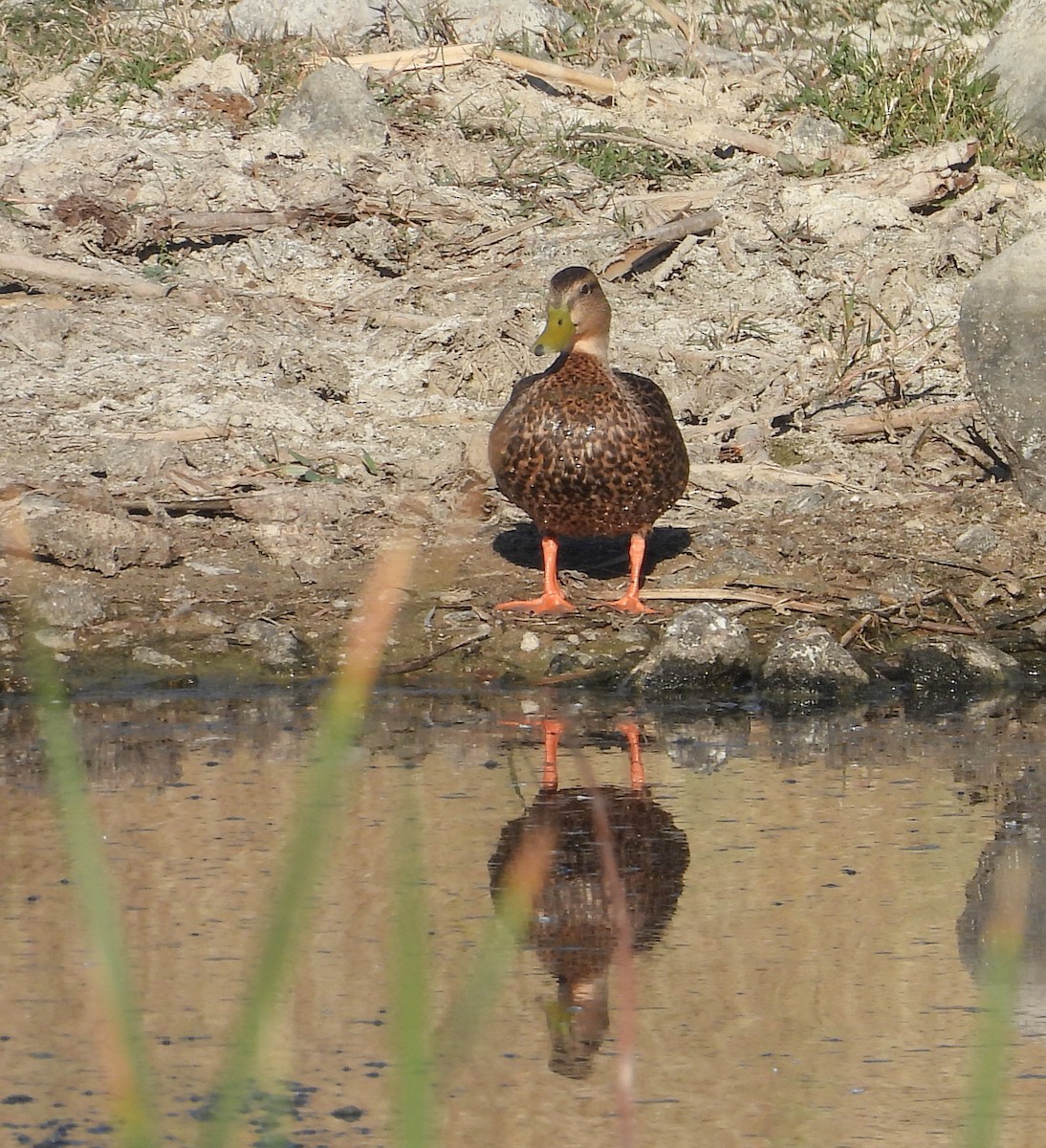 Mexican Duck - ML644683550