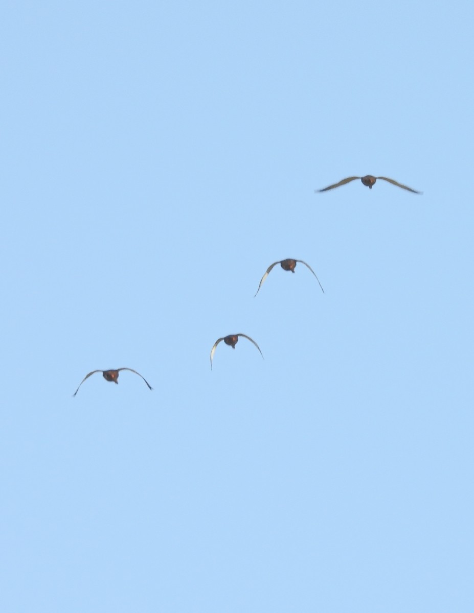 Mexican Duck - ML644683551