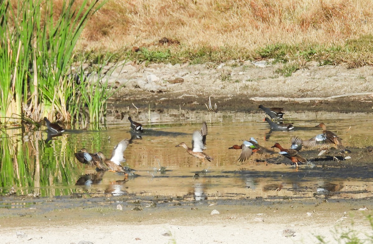 Mexican Duck - ML644683552