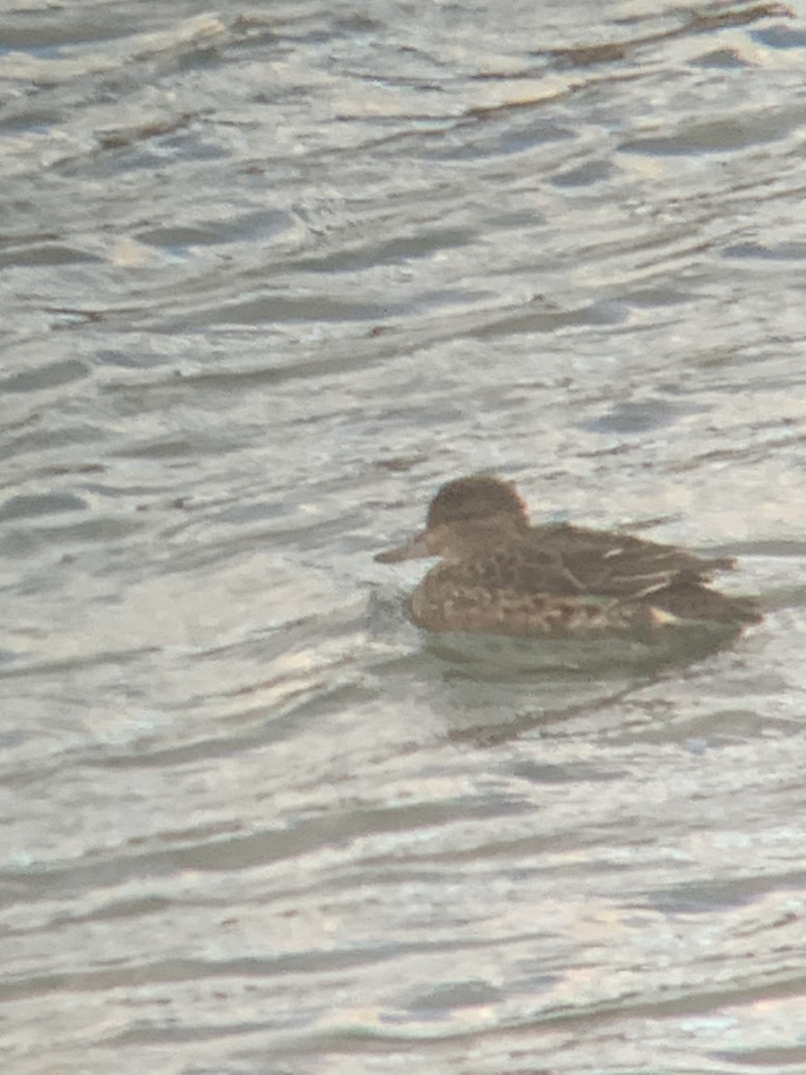 コガモ - ML644683553