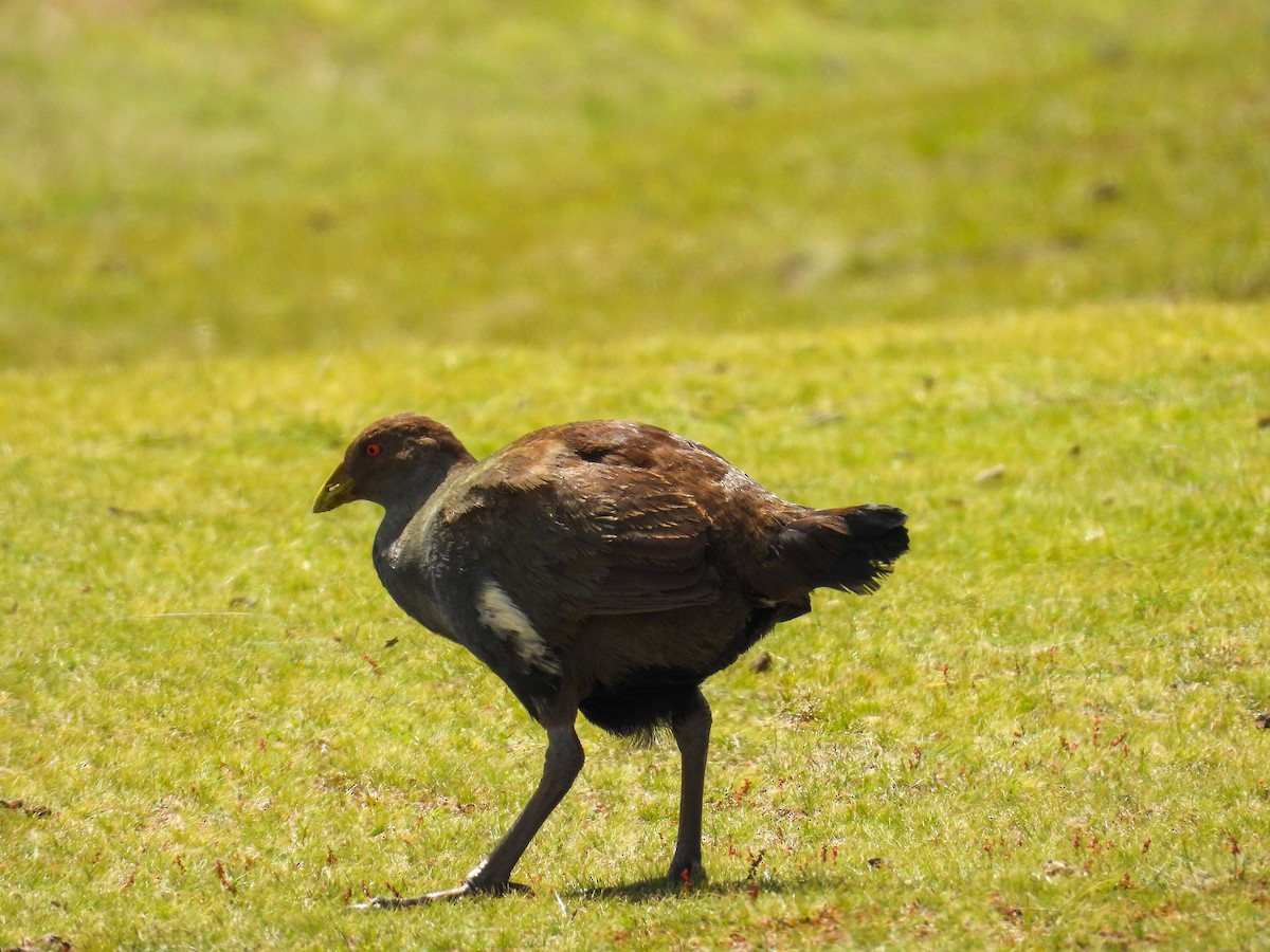 Tasmanian Nativehen - ML644683555