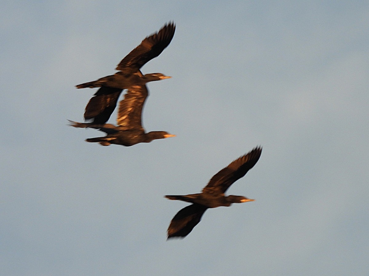 Neotropic Cormorant - ML644683557