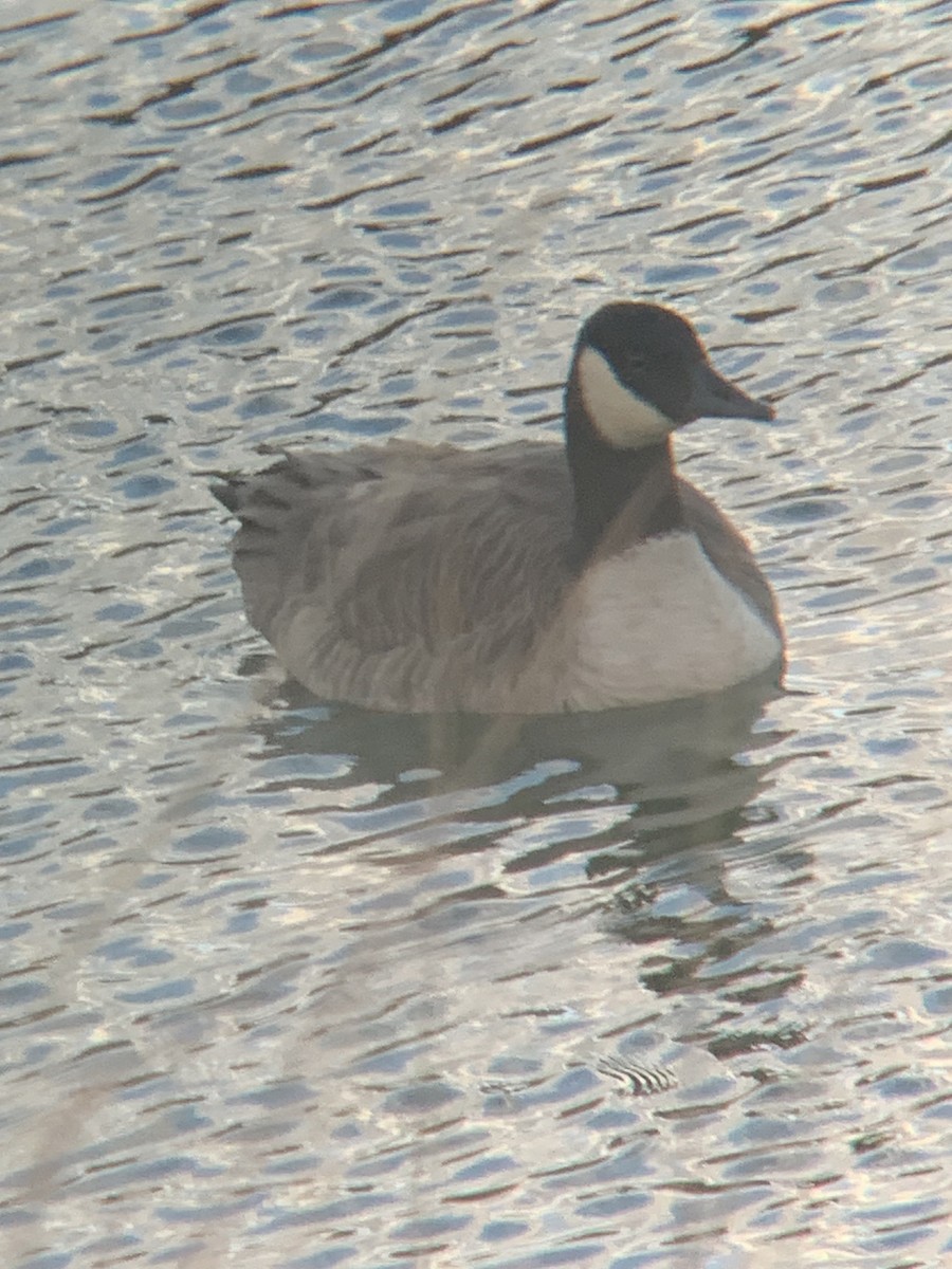 ברנטה קנדית - ML644683560