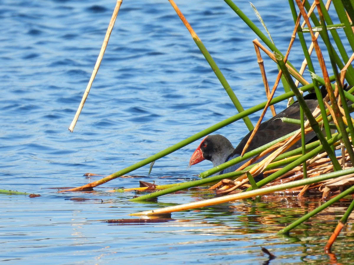 オーストラリアセイケイ - ML644683561