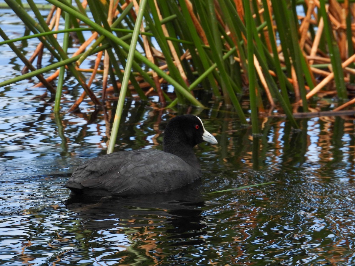 Eurasian Coot - ML644683562