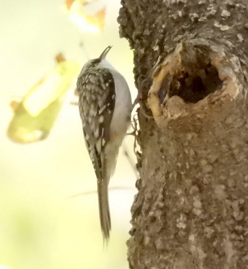 Amerikabaumläufer - ML644683563