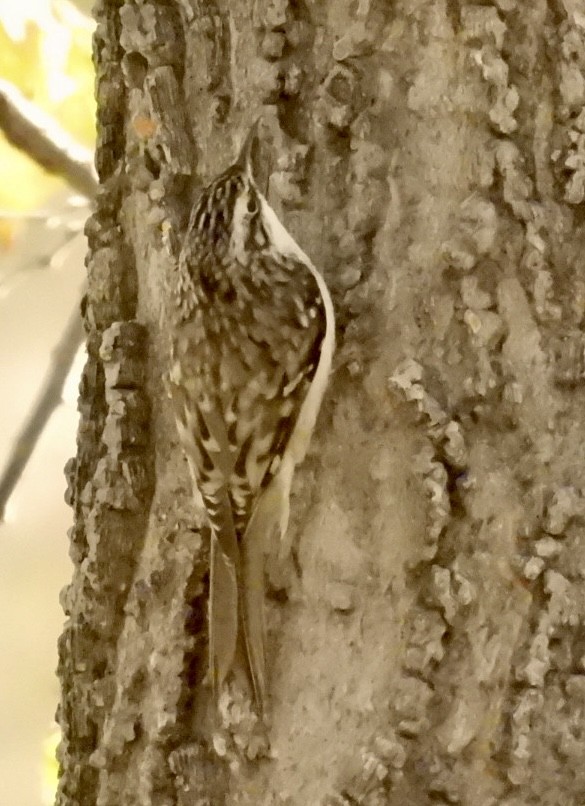 Amerikabaumläufer - ML644683564