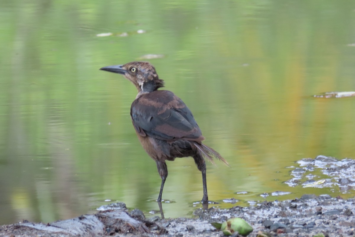Great-tailed Grackle - ML644683573