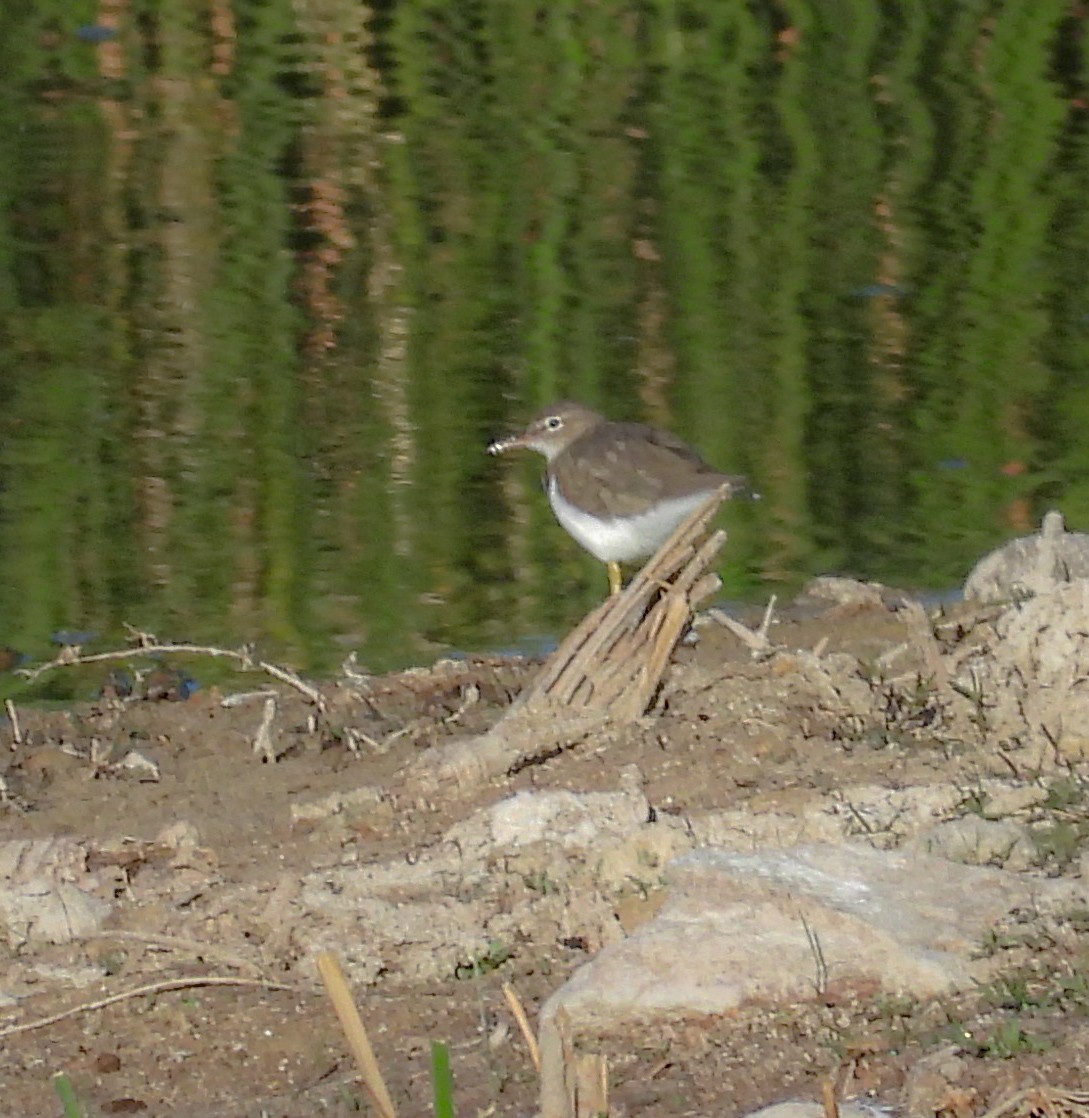 Piro piro macchiato - ML644683576