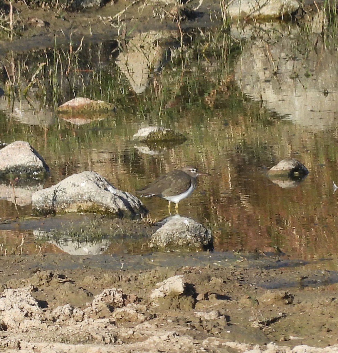 Piro piro macchiato - ML644683577