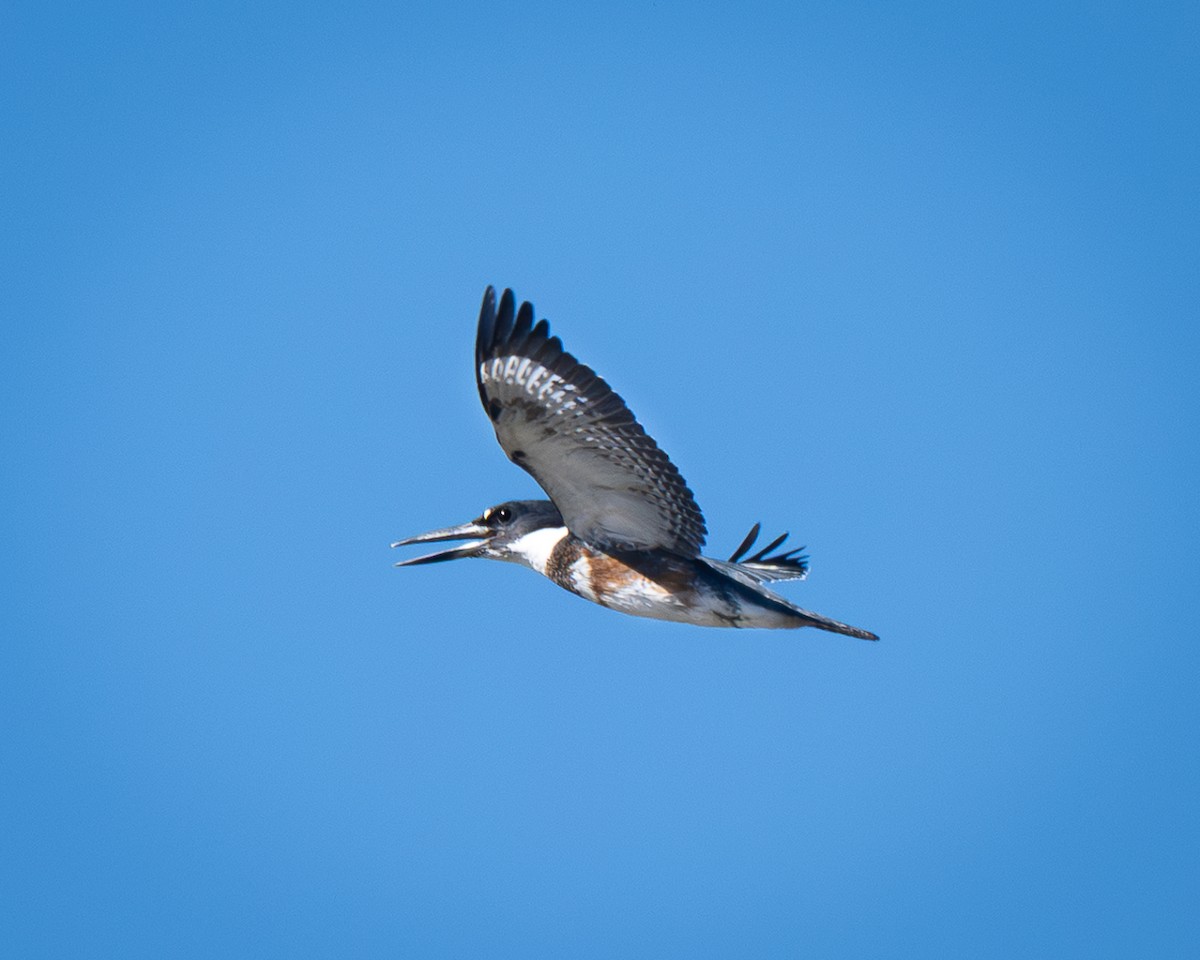 Belted Kingfisher - ML644683578