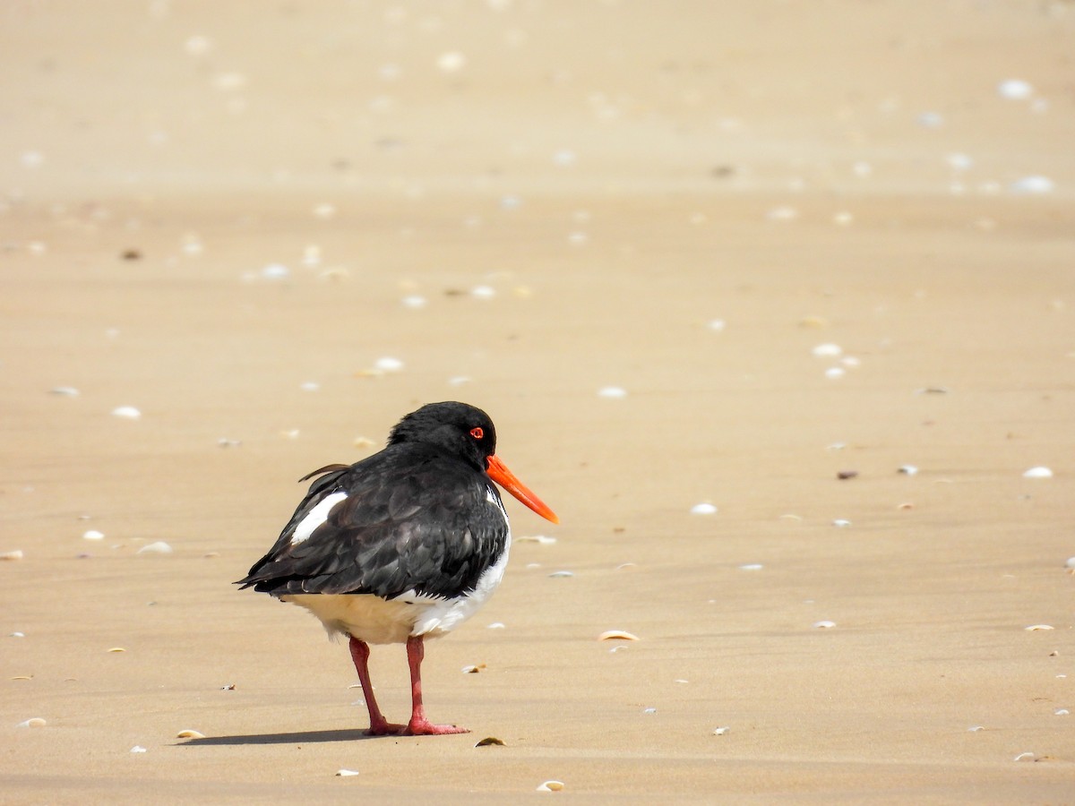 Pied Oystercatcher - ML644683580