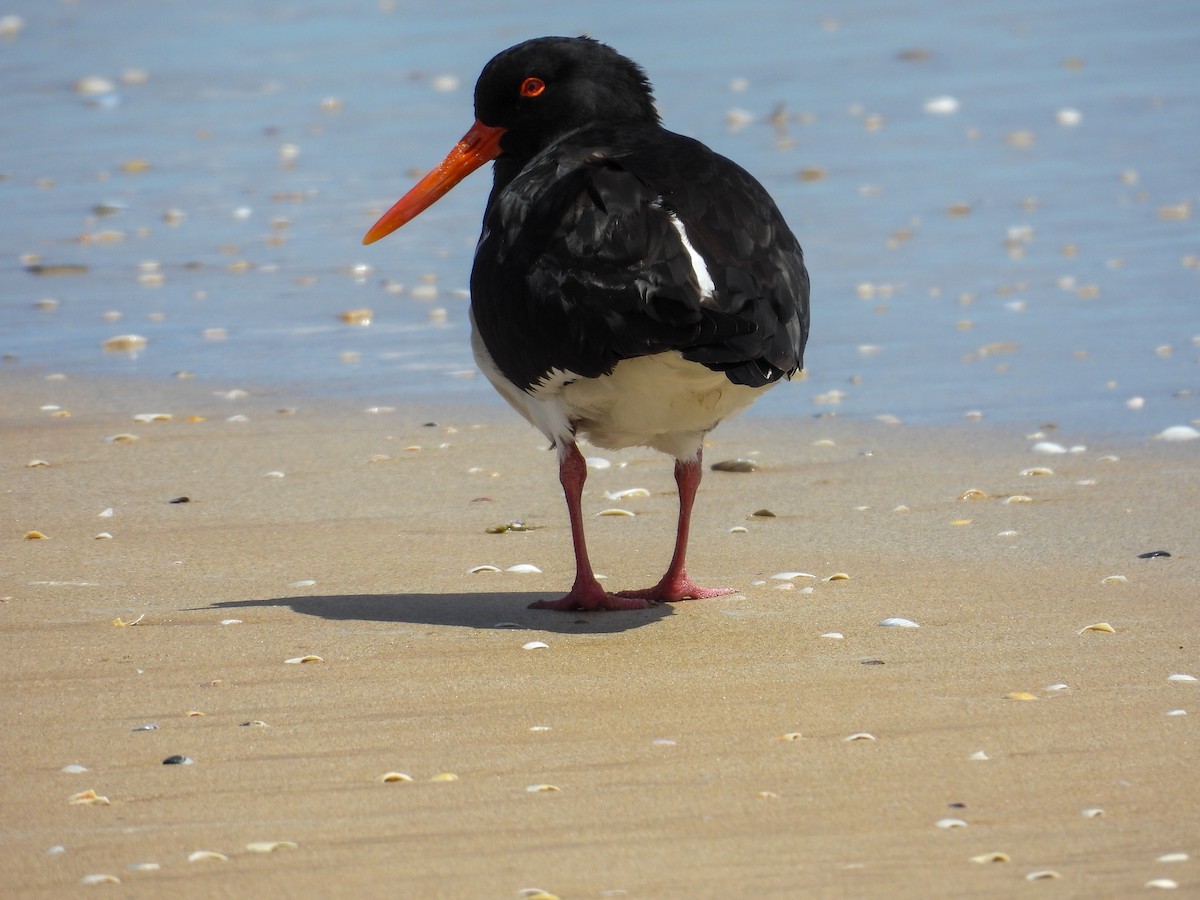 Pied Oystercatcher - ML644683581
