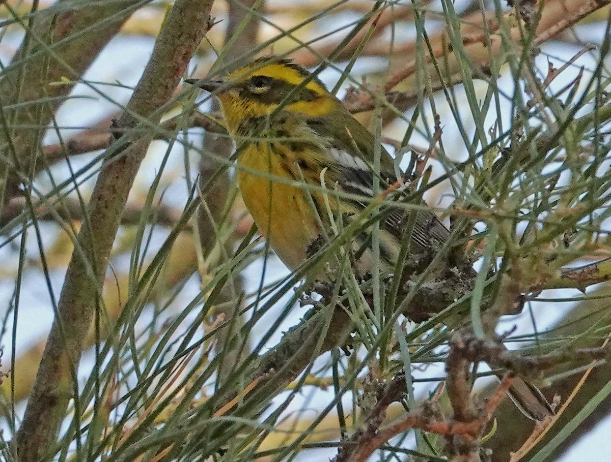 Townsend's Warbler - ML644683582