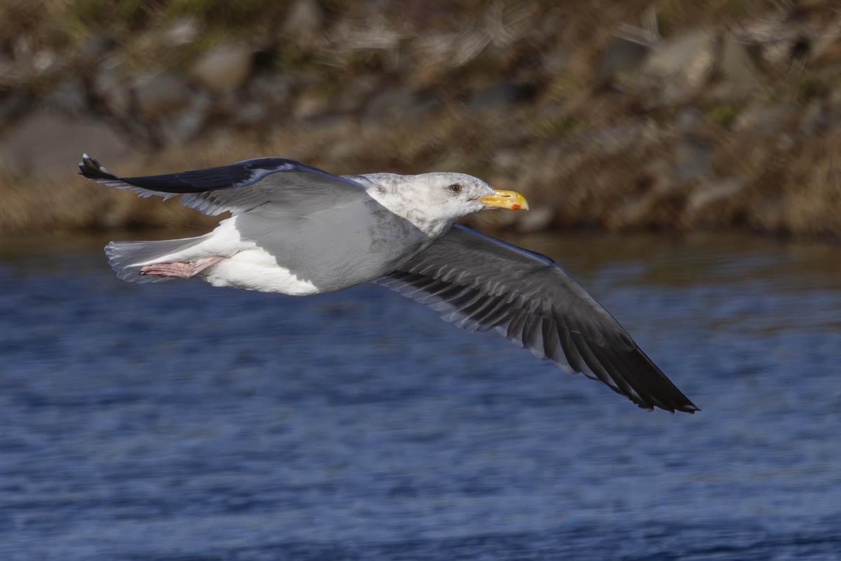 Western Gull - ML644683585