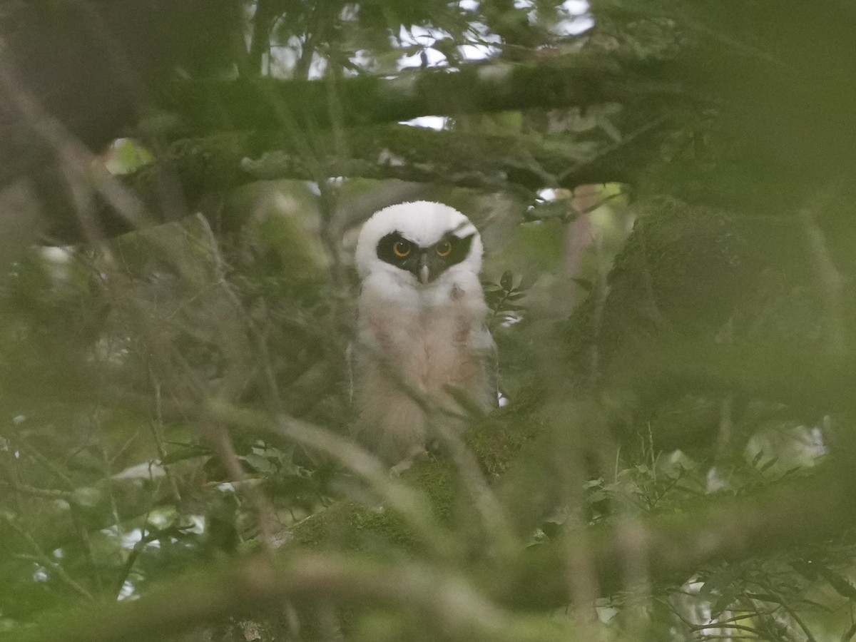 Spectacled Owl - ML644683586