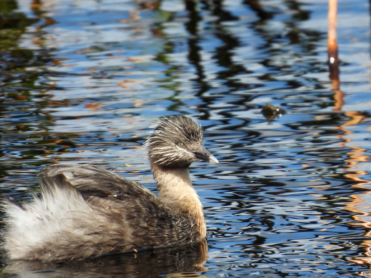 Hoary-headed Grebe - ML644683588