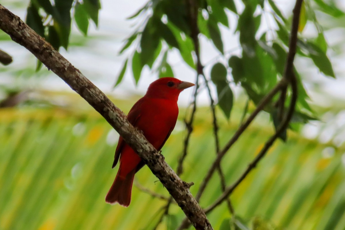 Summer Tanager - ML644683589