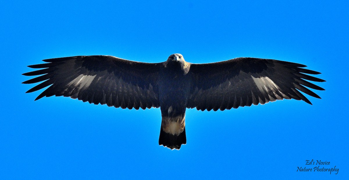 Aquila reale - ML644683592