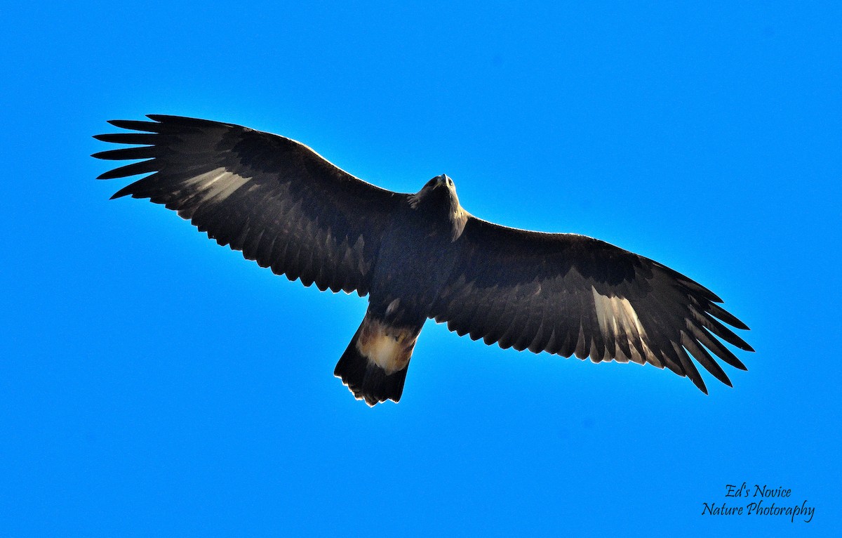 Aquila reale - ML644683593