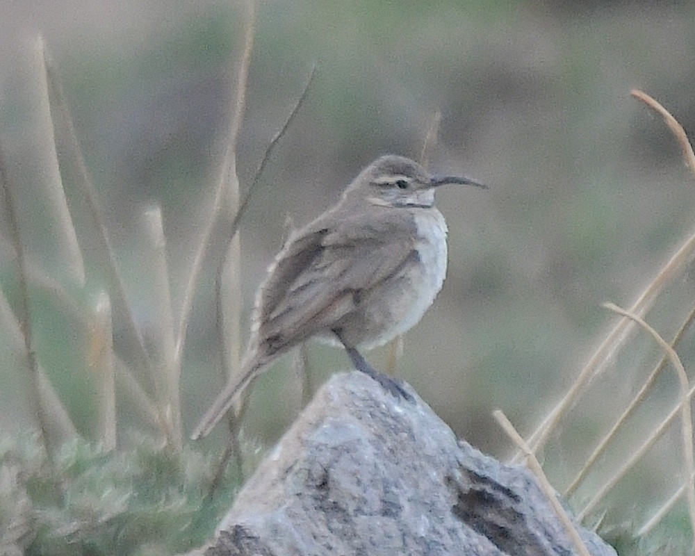 Scale-throated Earthcreeper - ML644683597