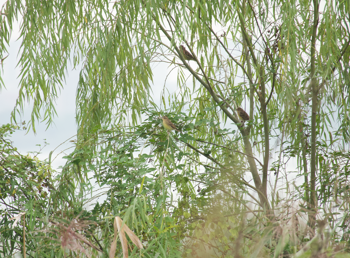 Zigolo dal collare - ML644683598