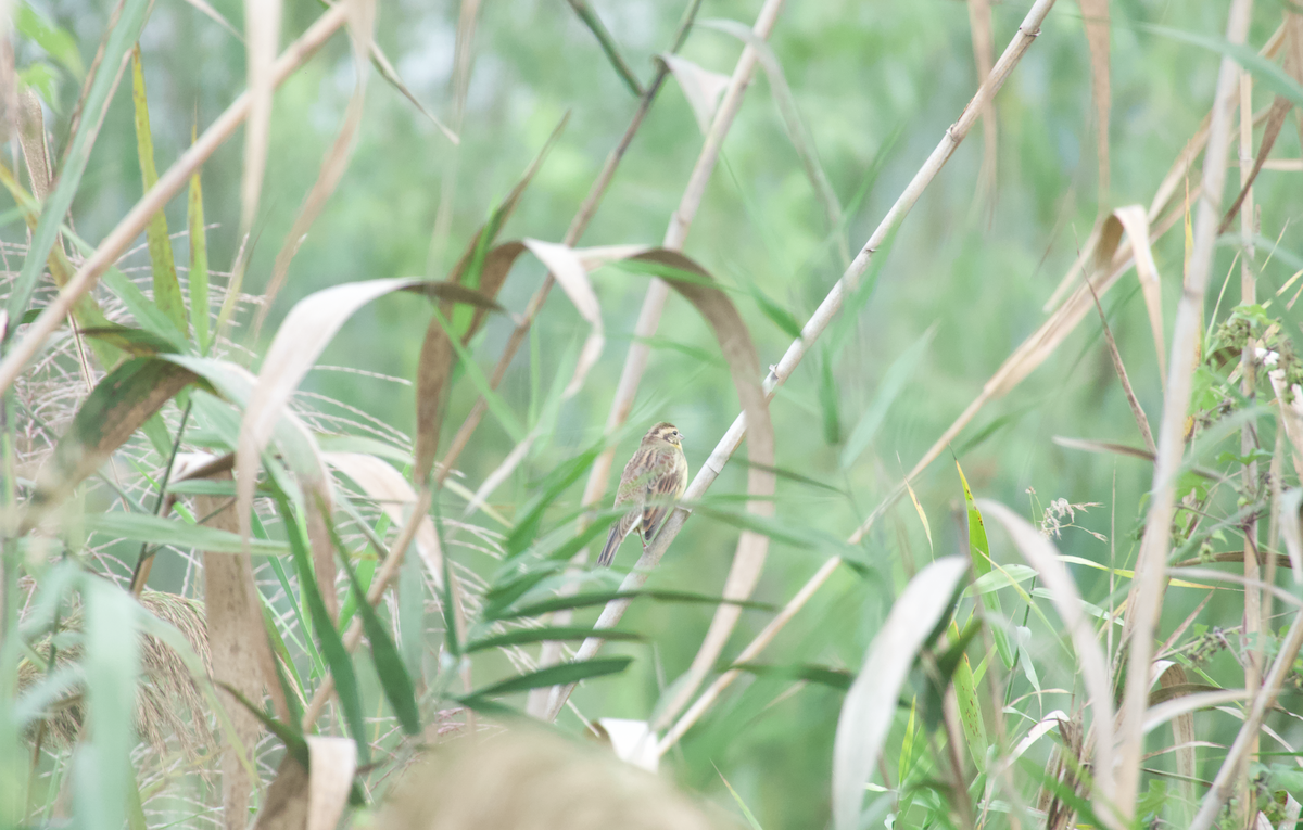 Zigolo dal collare - ML644683599